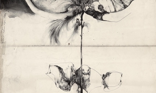 CUT-OPEN FLOWER, 1962, India ink on paper, 102 × 73 cm